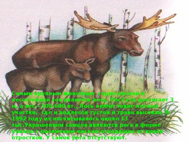 Самым крупным животным горно-лесной и лесостепной зон является лось. Рост его достигает 3 м, а вес – 500-600 кг.. Лось любит такие лесные участки, где и подлесок густой и трава высокая. В 1992 году их насчитывалось около 13 тыс.Украшением самцов являются рога в форме лопаты с различным числом отходящих от краёв отростков. У самок рога отсутствуют. 