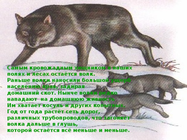 Самым кровожадным хищником в наших полях и лесах остаётся волк. Раньше волки наносили большой ущерб населению края, задирая домашний скот. Нынче волки редко нападают на домашнюю живность Им хватает косуль и других копытных. Год от года растёт сеть дорог, различных трубопроводов, что загоняет волка дальше в глушь, которой остаётся всё меньше и меньше.  