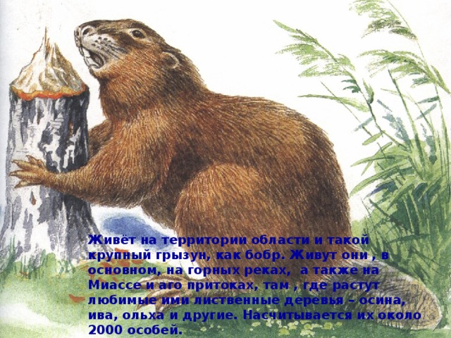 Живёт на территории области и такой крупный грызун, как бобр. Живут они , в основном, на горных реках, а также на Миассе и аго притоках, там , где растут любимые ими лиственные деревья – осина, ива, ольха и другие. Насчитывается их около 2000 особей. 
