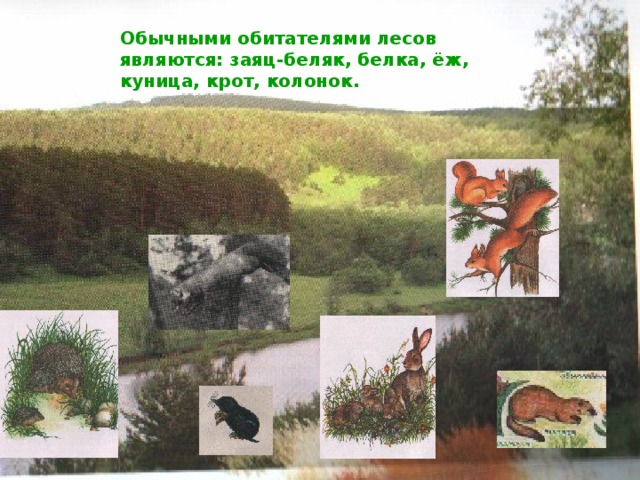 Обычными обитателями лесов являются: заяц-беляк, белка, ёж, куница, крот, колонок. 