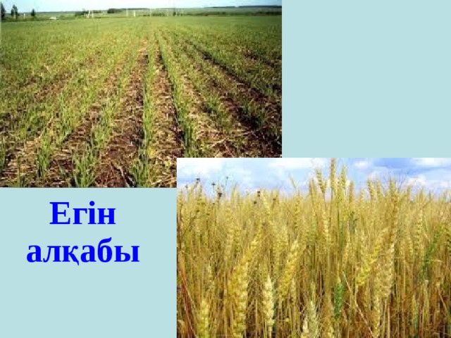  Егін алқабы 