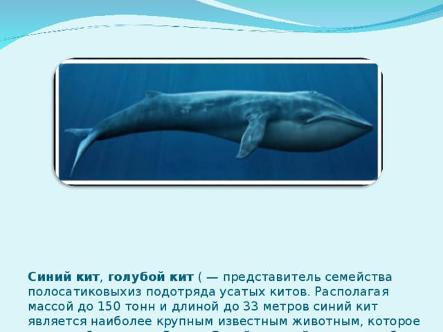 Синий кит , голубой кит ( — представитель семейства полосатиковыхиз подотряда усатых китов. Располагая массой до 150 тонн и длиной до 33 метров синий кит является наиболее крупным известным животным, которое когда-либо жило на Земле. Самой крупной из когда-либо добытых китов, оказалась самка выловленная близ Южных Шетландских островов. Ее длина от развилки хвостового плавника до конца рыла составила 33.27 м. а масса 176 792 кг 