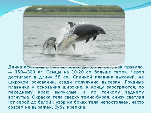 Длина афалины 2,3—3 м, редко до 3,6 м. Вес, как правило, — 150—300 кг. Самцы на 10-20 см больше самок. Череп достигает в длину 58 см. Спинной плавник высокий, на широком основании, сзади полулунно вырезан. Грудные плавники у основания широкие, к концу заостряются, по переднему краю выпуклые, а по тонкому заднему вогнутые. Окраска тела сверху темно-бурая, снизу светлая (от серой до белой); узор на боках тела непостоянен, часто совсем не выражен. Зубы крепкие. 