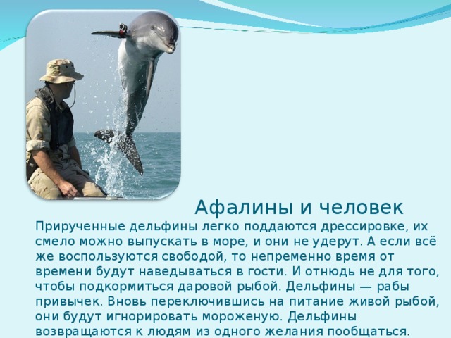  Афалины и человек  Прирученные дельфины легко поддаются дрессировке, их смело можно выпускать в море, и они не удерут. А если всё же воспользуются свободой, то непременно время от времени будут наведываться в гости. И отнюдь не для того, чтобы подкормиться даровой рыбой. Дельфины — рабы привычек. Вновь переключившись на питание живой рыбой, они будут игнорировать мороженую. Дельфины возвращаются к людям из одного желания пообщаться. 