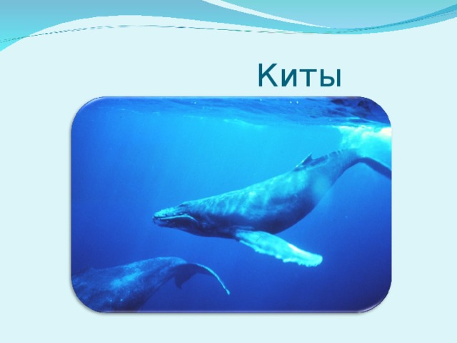  Киты 