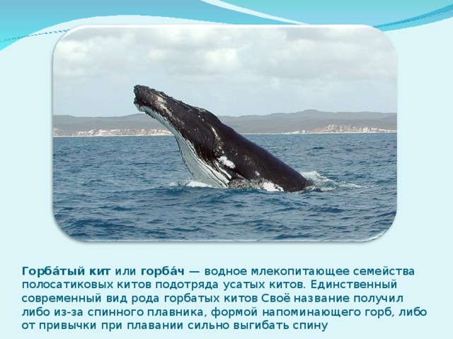 Горба́тый кит или горба́ч — водное млекопитающее семейства полосатиковых китов подотряда усатых китов. Единственный современный вид рода горбатых китов Своё название получил либо из-за спинного плавника, формой напоминающего горб, либо от привычки при плавании сильно выгибать спину 