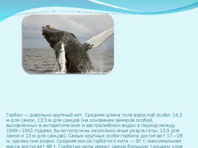 Горбач — довольно крупный кит. Средняя длина тела взрослой особи: 14,5 м для самок, 13,5 м для самцов (на основании замеров особей, выловленных в антарктических и австралийских водах в период между 1949—1962 годами, были получены несколько иные результаты: 13,9 для самок и 13 м для самцов). Самые крупные особи горбача достигают 17—18 м, однако они редки. Средняя масса горбатого кита — 30 т, максимальная масса достигает 48 т. Горбатые киты имеют самую большую толщину слоя подкожного жира по отношению к размерам тела среди полосатых китов и второй по абсолютной толщине слой подкожного жира среди китообразных после синего кита. Помимо размеров, единственным внешним различием между самцами и самками являются особенности строения урогенитальной зоны: у самцов отсутствует полусферический выступ диаметром около 15 см на дальнем конце мочеполовой щели. 