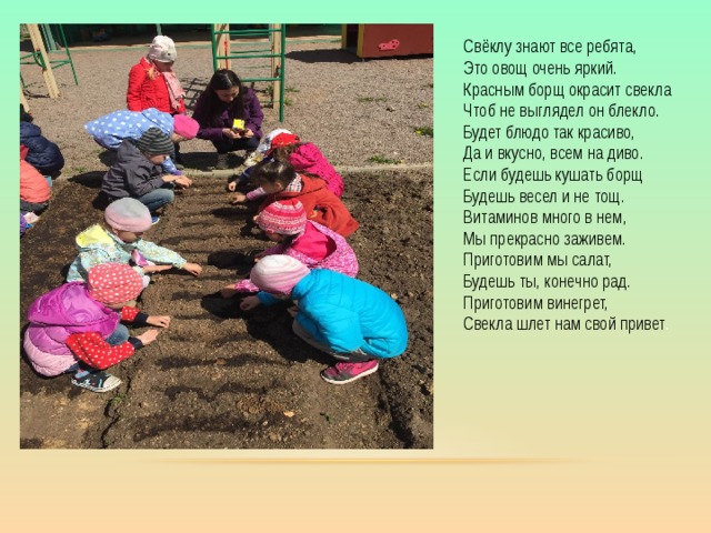 Свёклу знают все ребята, Это овощ очень яркий. Красным борщ окрасит свекла Чтоб не выглядел он блекло. Будет блюдо так красиво, Да и вкусно, всем на диво. Если будешь кушать борщ Будешь весел и не тощ. Витаминов много в нем, Мы прекрасно заживем. Приготовим мы салат, Будешь ты, конечно рад. Приготовим винегрет, Свекла шлет нам свой привет . 