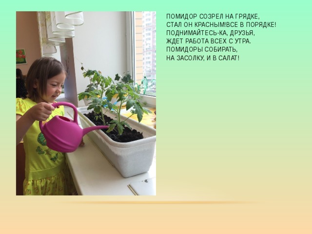 Помидор созрел на грядке,  Стал он красным!Все в порядке!  Поднимайтесь-ка, друзья,  Ждет работа всех с утра.  Помидоры собирать,  На засолку, и в салат! 