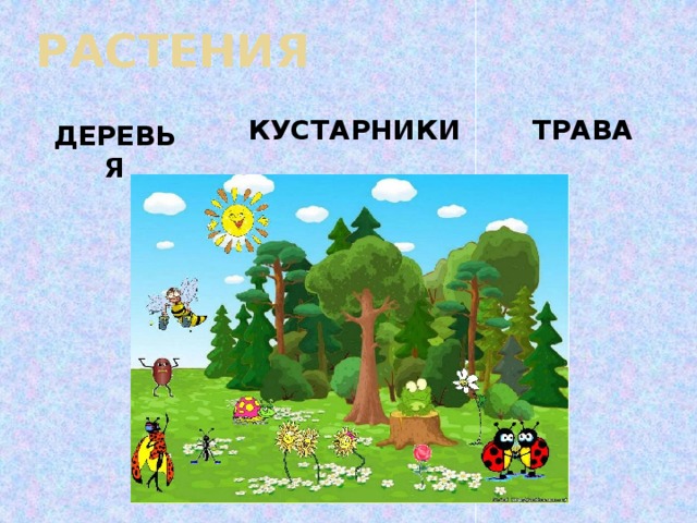 РАСТЕНИЯ КУСТАРНИКИ ТРАВА ДЕРЕВЬЯ  