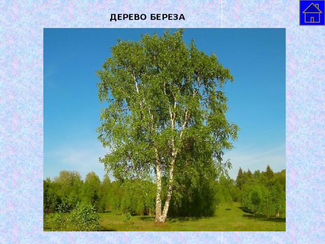 ДЕРЕВО БЕРЕЗА  