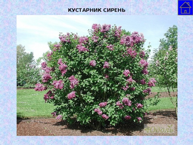 КУСТАРНИК СИРЕНЬ  