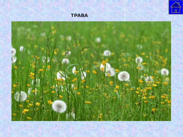 ТРАВА  