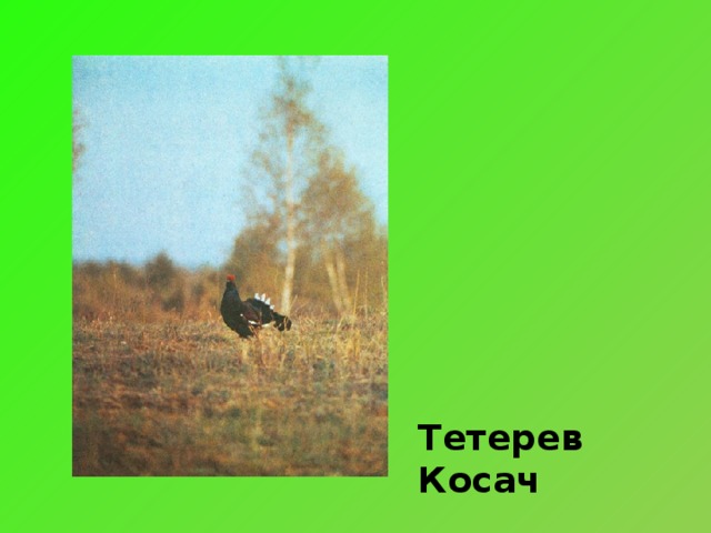 Тетерев Косач 