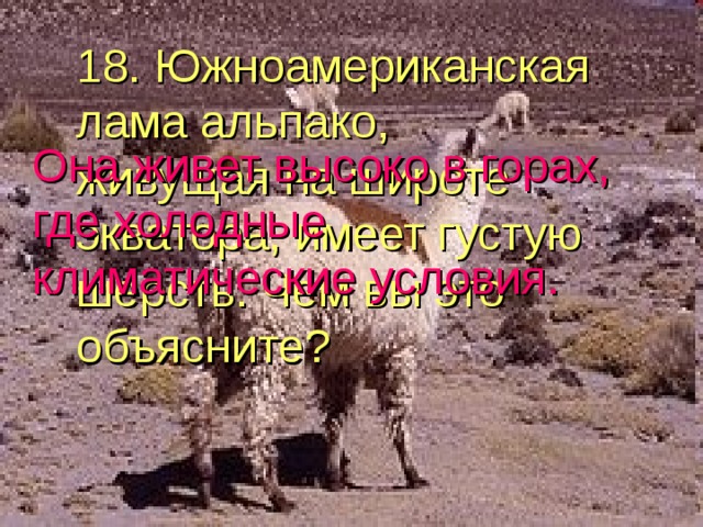 18. Южноамериканская лама альпако, живущая на широте экватора, имеет густую шерсть. Чем вы это объясните? Она живет высоко в горах, где холодные климатические условия. 