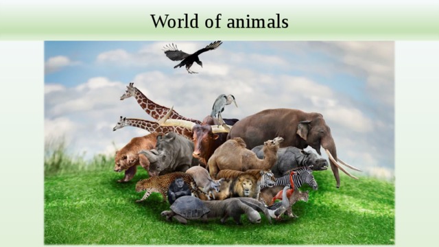 World of animals 