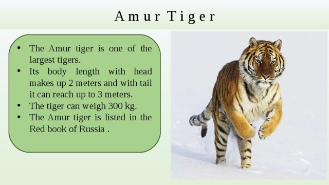 A m u r T i g e r The Amur tiger is one of the largest tigers. Its body length with head makes up 2 meters and with tail it can reach up to 3 meters. The tiger can weigh 300 kg. The Amur tiger is listed in the Red book of Russia  .   