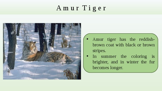 A m u r T i g e r Amur tiger has the reddish-brown coat with black or brown stripes. In summer the coloring is brighter, and in winter the fur becomes longer. 