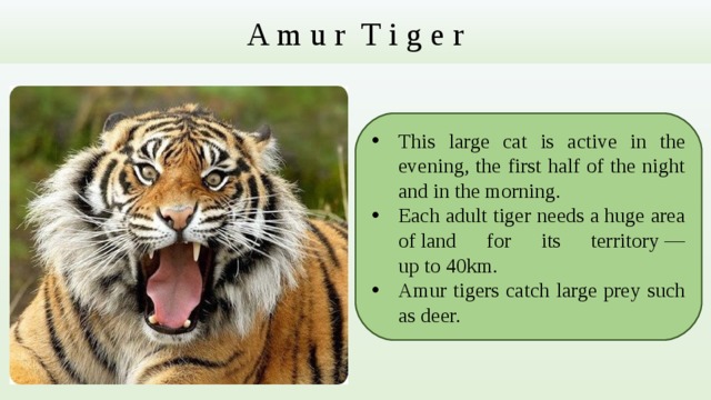 A m u r T i g e r This large cat is active in the evening, the first half of the night and in the morning. Each adult tiger needs a huge area of land for its territory — up to 40km. Amur tigers catch large prey such as deer. 