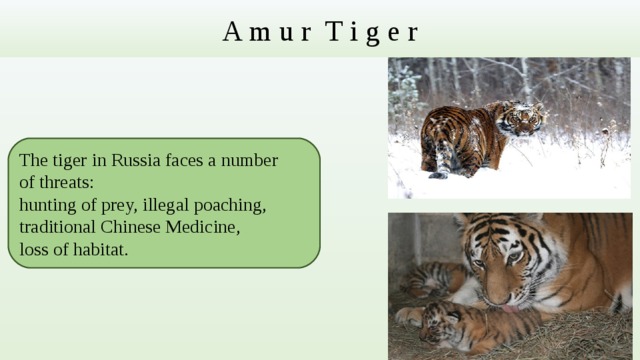 A m u r T i g e r The tiger in Russia faces a number of threats:  hunting of prey, illegal poaching, traditional Chinese Medicine, loss of habitat. 