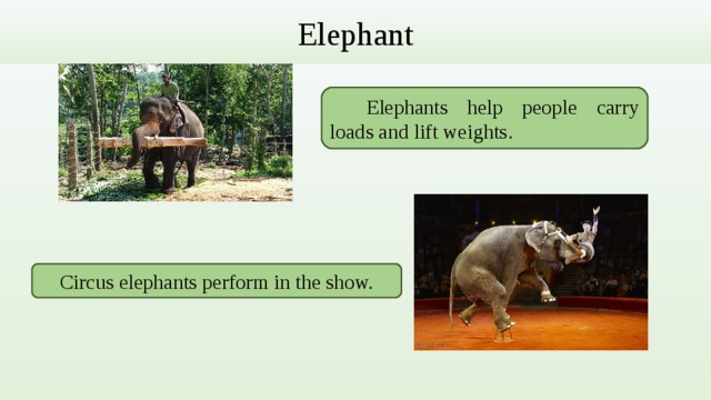 Elephant  Elephants help people carry loads and lift weights . Circus elephants perform in the show. 