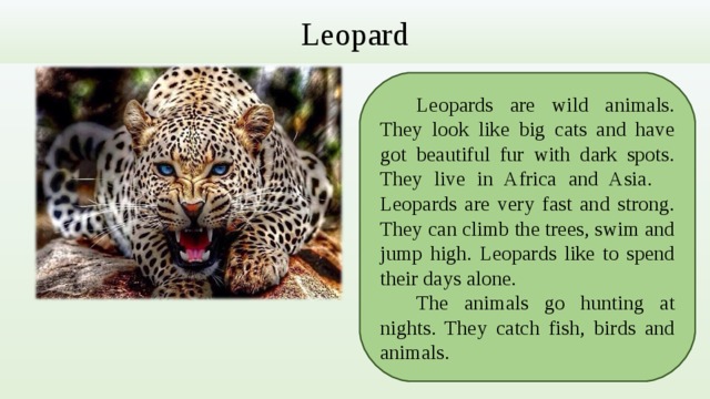 Leopard  Leopards are wild animals. They look like big cats and have got beautiful fur with dark spots. They live in Africa and Asia.  Leopards are very fast and strong. They can climb the trees, swim and jump high. Leopards like to spend their days alone.  The animals go hunting at nights. They catch fish, birds and animals. 