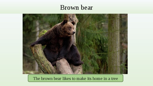 Brown bear The brown bear likes to make its home in a tree 