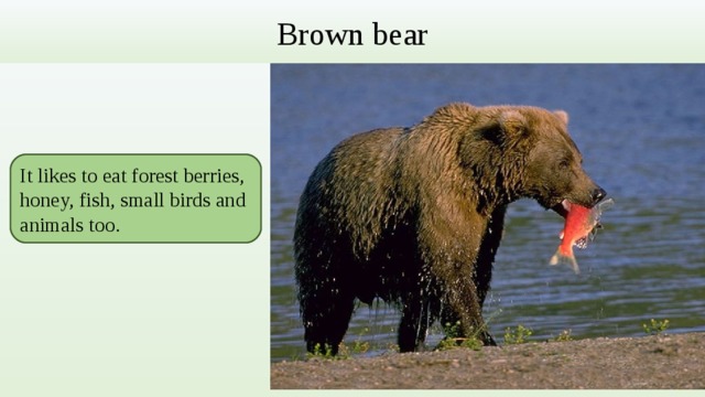 Brown bear It likes to eat forest berries, honey, fish, small birds and animals too. 