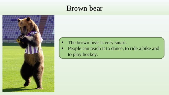 Brown bear The brown bear is very smart. People can teach it to dance, to ride a bike and to play hockey. 
