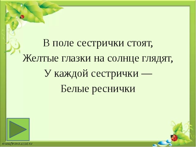 В поле сестрички стоят, Желтые глазки на солнце глядят, У каждой сестрички — Белые реснички 