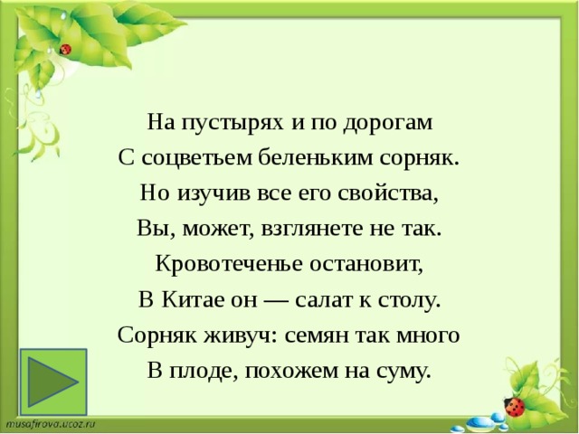 На пустырях и по дорогам С соцветьем беленьким сорняк. Но изучив все его свойства, Вы, может, взглянете не так. Кровотеченье остановит, В Китае он — салат к столу. Сорняк живуч: семян так много В плоде, похожем на суму. 