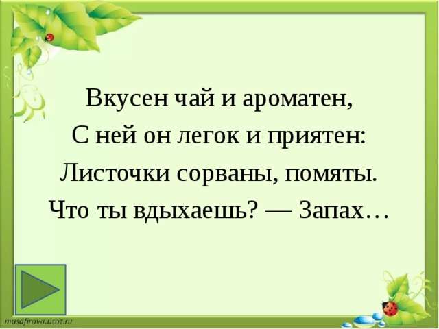 Вкусен чай и ароматен, С ней он легок и приятен: Листочки сорваны, помяты. Что ты вдыхаешь? — Запах… 