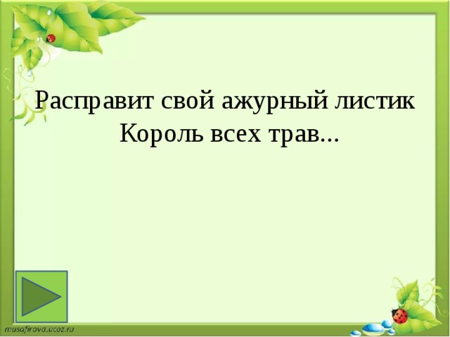 Расправит свой ажурный листик  Король всех трав...  