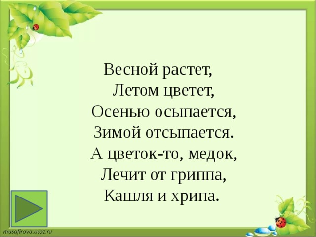 Весной растет,  Летом цветет,  Осенью осыпается,  Зимой отсыпается.  А цветок-то, медок,  Лечит от гриппа,  Кашля и хрипа.  