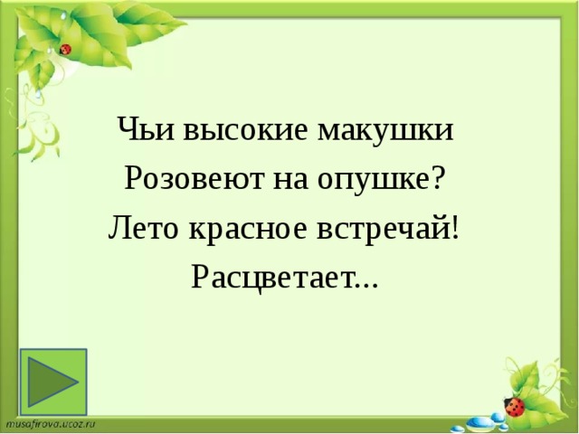 Чьи высокие макушки Розовеют на опушке? Лето красное встречай! Расцветает...   