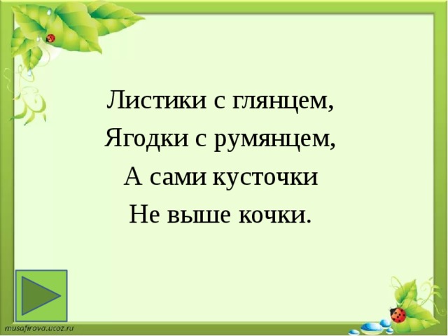 Листики с глянцем, Ягодки с румянцем, А сами кусточки Не выше кочки.   