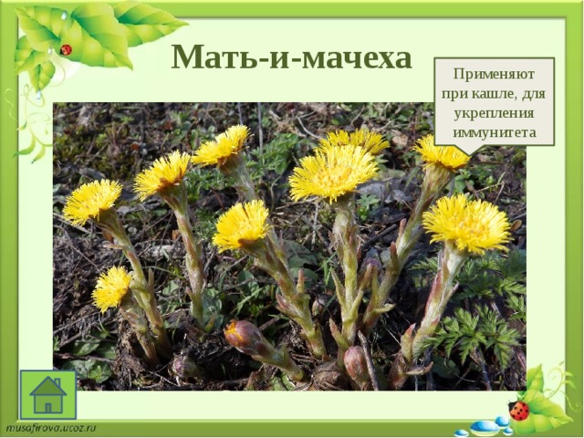 Мать-и-мачеха Применяют при кашле, для укрепления иммунитета 