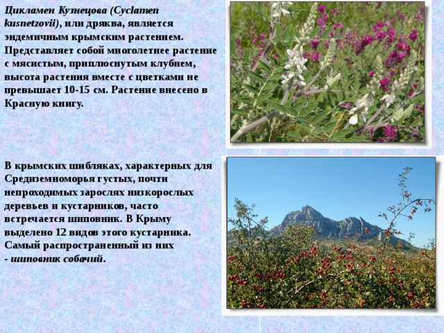 Цикламен Кузнецова (Cyclamen kusnetzovii) , или дряква, является эндемичным крымским растением. Представляет собой многолетнее растение с мясистым, приплюснутым клубнем, высота растения вместе с цветками не превышает 10-15 см. Растение внесено в Красную книгу. В крымских шибляках, характерных для Средиземноморья густых, почти непроходимых зарослях низкорослых деревьев и кустарников, часто встречается шиповник. В Крыму выделено 12 видов этого кустарника. Самый распространенный из них -  шиповник собачий . 