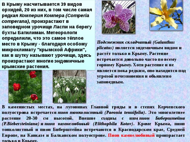 В Крыму насчитывается 39 видов орхидей, 20 из них, в том числе самая редкая  Комперия Компера (Comperia comperana) , произрастают в заповедном урочище Ласпи на берегу бухты Батилиман. Метеорологи определили, что это самое тёплое место в Крыму - благодаря особому микроклимату 