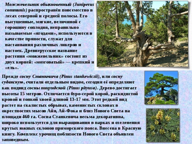 Можжевельник обыкновенный (Juniperus communis)  распространён повсеместно в лесах северной и средней полосы. Его высушенные, мягкие, величиной с горошину соплодия, неправильно называемые «ягодами», используются в качестве пряности, служат для настаивания различных ликеров и настоек. Древнерусское название растения «можжевельник» состоит из двух корней: «мозговатый» — крепкий и «ель».  Прежде  сосну Станкевича (Pinus stankewiczii) , или  сосну судакскую , считали отдельным видом, сегодня её определяют как подвид  сосны пицундской (Pinus pityusa) . Дерево достигает высоты 15 метров. Отличается буро-серой корой, раскидистой кроной и тонкой хвоей длиной 13-17 мм. Этот редкий вид растет на скалистых обрывах, каменистых склонах в окрестностях мысов Айя, Ай-Фока и близ Нового Света на площади 460 га. Сосна Станкевича весьма декоративна, широко используется для выращивания в парках и озеленения крутых южных склонов приморского пояса. Внесена в Красную книгу. Комплекс урочищ поблизости Нового Света объявлен заповедным.  