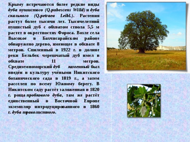 Крыму встречаются более редкие виды дуба пушистого (Q.pubescens Wiild)  и  дуба скального (Q.petraea Leibl.) . Растения растут более тысячи лет. Тысячелетний пушистый дуб с обхватом ствола 5,5 м растет в окрестностях Фороса. Возле села Высокое в Бахчисарайском районе обнаружено дерево, имеющее в обхвате 8 метров. Спиленный в 1922 г. в долине реки Бельбек черешчатый дуб имел в обхвате 11 метров. Средиземноморский  дуб каменный  был введён в культуру учёными Никитского ботанического сада в 1819 г., а затем расселен по всему Южному берегу. В Никитском саду растёт заложенная в 1820 г. роща  пробкового дуба , там же растёт единственный в Восточной Европе экземпляр интродуцированного в 1860 г.  дуба траволистного.   