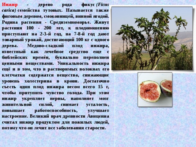 Инжир - дерево рода фикус  (Ficus carica)  семейства тутовых. Называется также фиговым деревом, смоковницей, винной ягодой. Родина растения - Средиземноморье. Живут растения 100 - 200 лет, к плодоношению приступают на 2-3-й год, на 7-8-й год дают товарный урожай, достигающий 100 кг с одного дерева.  Медово-сладкий плод инжира, известный как лечебное средство еще с библейских времён, буквально переполнен ценными веществами. Уникальность инжира ещё и в том, что в растворимых волокнах его клетчатки содержатся вещества, снижающие уровень холестерина в крови. Достаточно съесть один плод инжира весом всего 15 г, чтобы притупить чувство голода. При этом инжир укрепляет нервы, наполняет мозг живительной силой, снимает усталость, повышает работоспособность, улучшает настроение. Великий врач древности Авиценна считал инжир продуктом для пожилых людей, потому что он лечит все заболевания старости. 