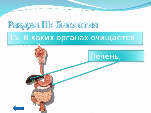 15. В каких органах очищается кровь? Печень, почки. 