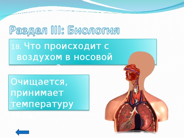 18. Что происходит с воздухом в носовой полости? Очищается, принимает температуру тела. 