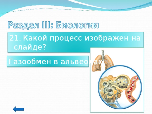 21.  Какой процесс изображен на слайде? Газообмен в альвеолах 