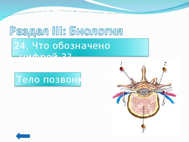 24. Что обозначено цифрой 3? Тело позвонка 