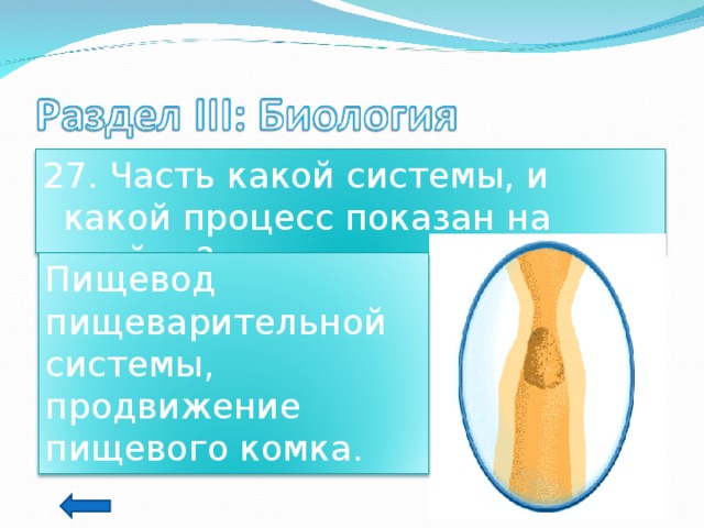 27. Часть какой системы, и какой процесс показан на слайде? Пищевод пищеварительной системы, продвижение пищевого комка. 