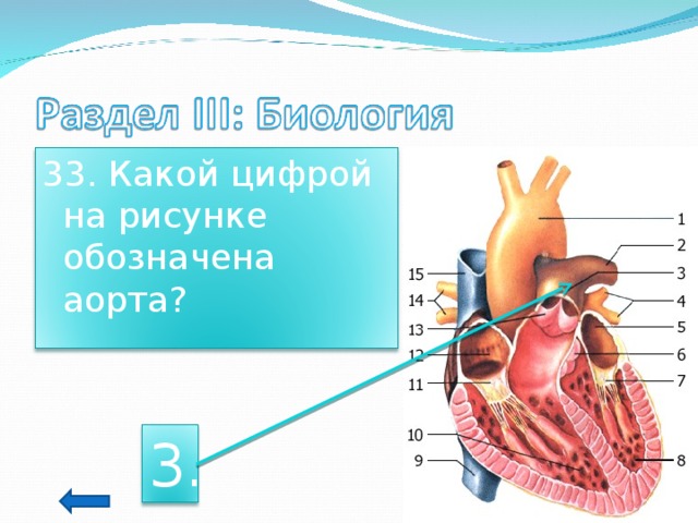 Определи какой цифрой на рисунке обозначены