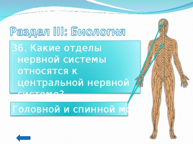 36. Какие отделы нервной системы относятся к центральной нервной системе? Головной и спинной мозг 