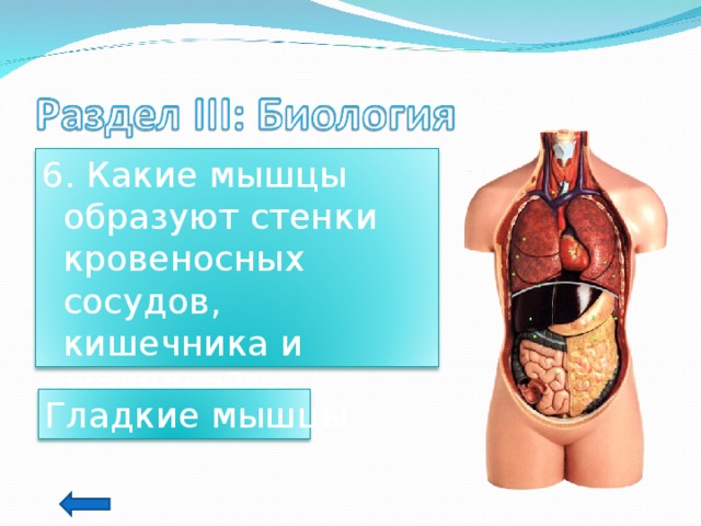 6. Какие мышцы образуют стенки кровеносных сосудов, кишечника и желудка? Гладкие мышцы 